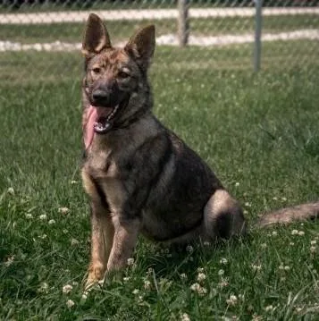 A young medium-sized female Brown / Chocolate German Shepherd Dog dog named Summer for adoption in Albany, NY