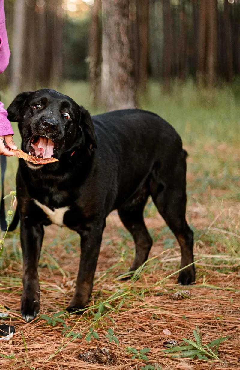 An adult large-sized male Black Labrador Retriever dog named Roman for adoption in Tomball, TX