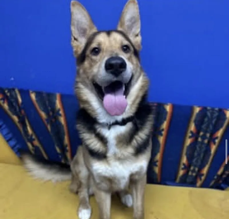 A young large-sized male German Shepherd Dog dog named Apollo for adoption in Chicago, IL