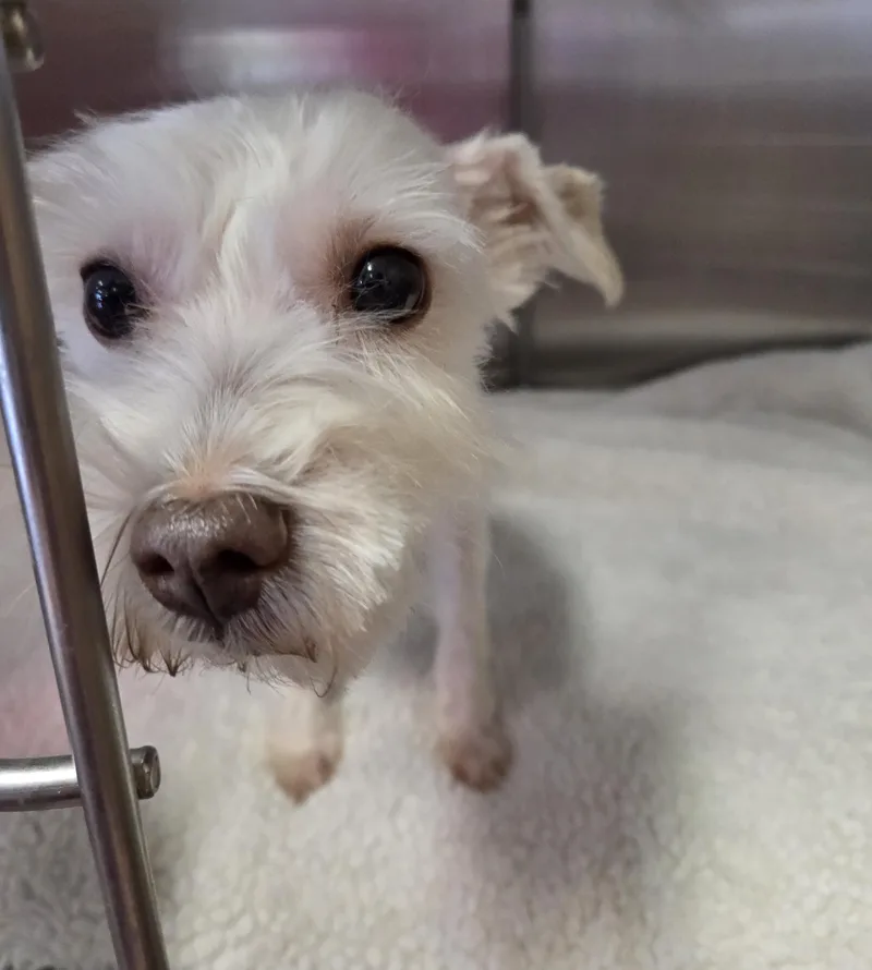 An adult small-sized male White / Cream Miniature Schnauzer dog named Oscar for adoption in Lexington, MI