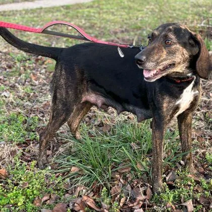 An adult large-sized female Coonhound dog named Sadey for adoption in Westland, MI