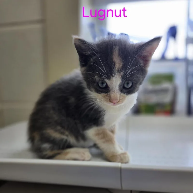 A baby small-sized female Smoke Domestic Short Hair cat named Lugnut for adoption in Windsor, VA