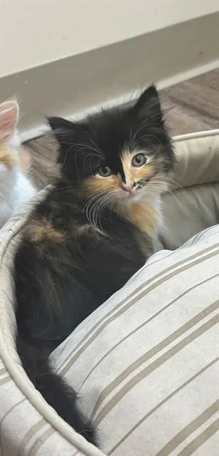 A baby small-sized female Domestic Medium Hair cat named Mary for adoption in Saint Peters, MO