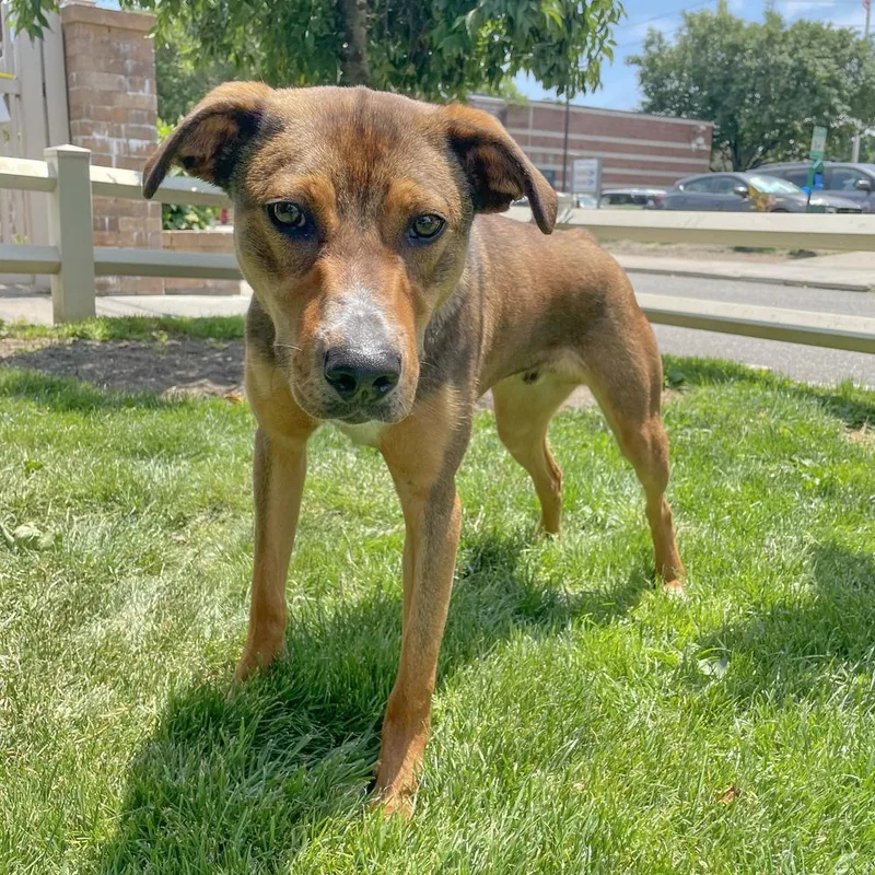 A young large-sized male Mixed Breed dog named Stanley for adoption in Port Washington, NY