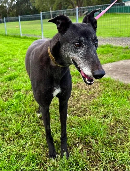 An adult large-sized female Greyhound dog named Zagadou for adoption in Tarpon Springs, FL