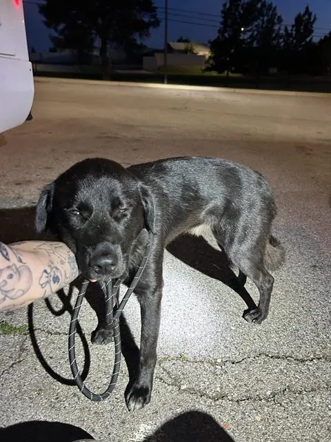 A young medium-sized male German Shepherd Dog dog named A for adoption in Oklahoma City, OK