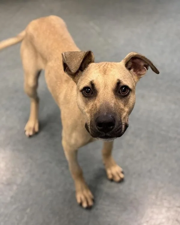 A young medium-sized male Pit Bull Terrier dog named Yankee for adoption in Richmond, VA