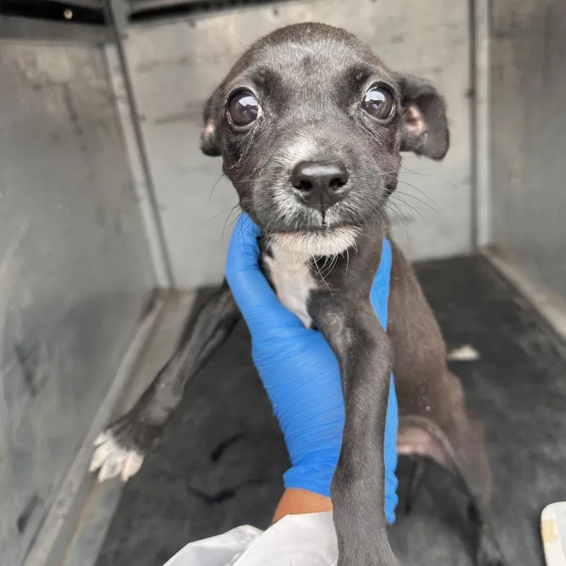 A baby medium-sized male Black Terrier dog named Thumper for adoption in Edinburg, TX
