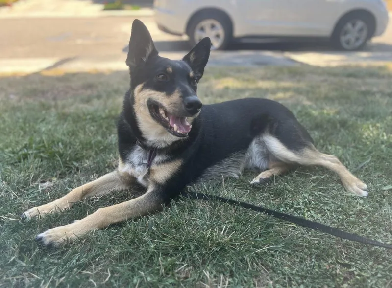 Snickers thumbnail 3