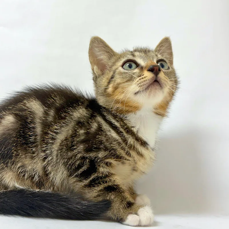 A baby medium-sized male Domestic Short Hair cat named Schroeder for adoption in Pasco, WA