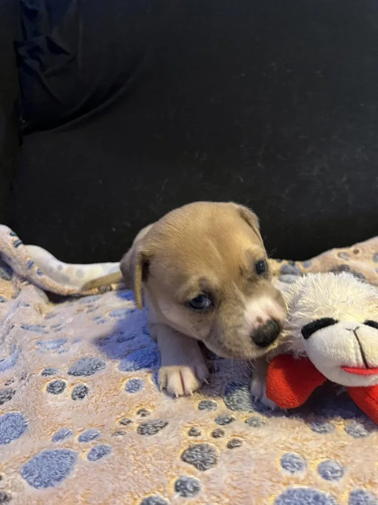 A baby small-sized male Tricolor (Brown, Black, & White) American Bulldog dog named Twix  Lola Mae for adoption in Lakeland, FL