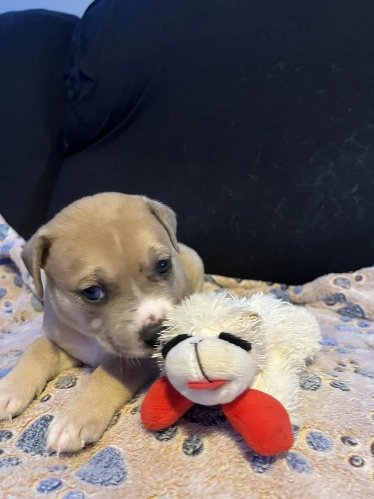 Twix  Lola Mae thumbnail 2