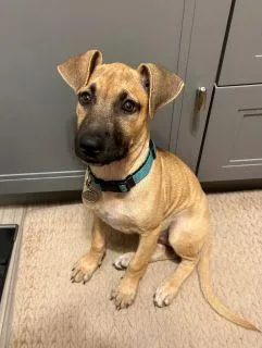 A baby medium-sized female Yellow / Tan / Blond / Fawn Mixed Breed dog named Rorie for adoption in Schaumburg, IL