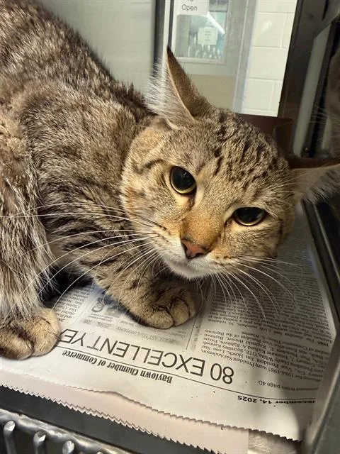 A young medium-sized male Domestic Short Hair cat named Jekel for adoption in Baytown, TX