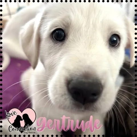 A baby medium-sized female White / Cream Shepherd dog named Gertrude for adoption in Gilbert, AZ