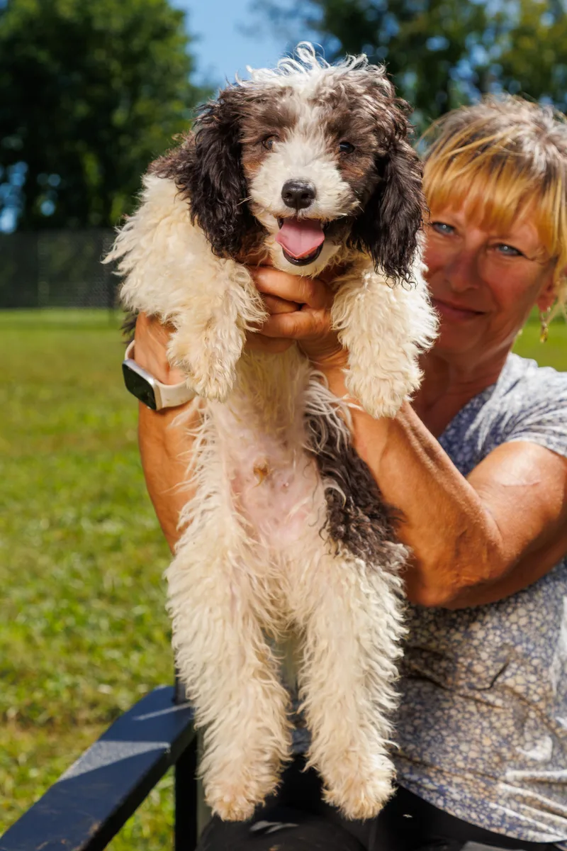 A baby small-sized male Aussiedoodle dog named Rufus for adoption in Chester Springs, PA