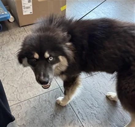 A young medium-sized female Siberian Husky dog named Cookie for adoption in Los Angeles, CA