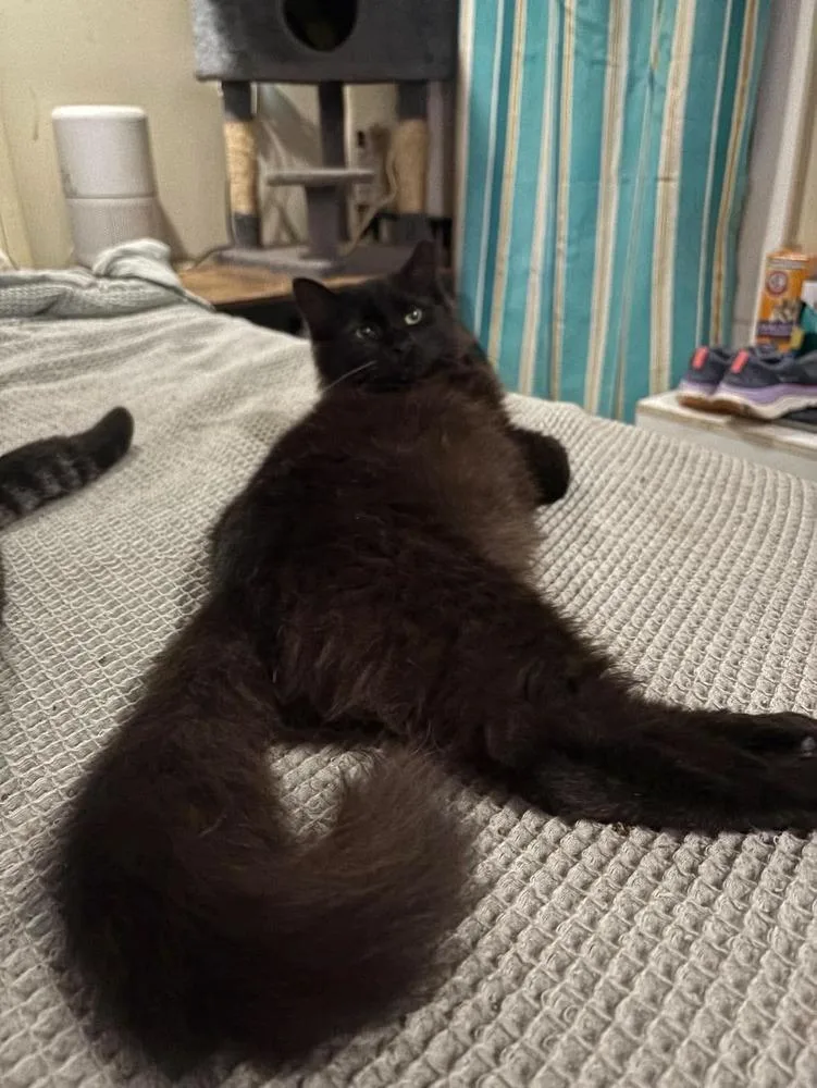 A young small-sized female Black Domestic Long Hair cat named Aladdin for adoption in Milton, DE