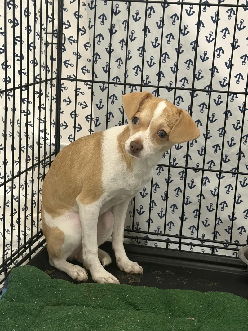 A baby small-sized female Mixed Breed dog named Abercombie for adoption in Elizabethtown, NC