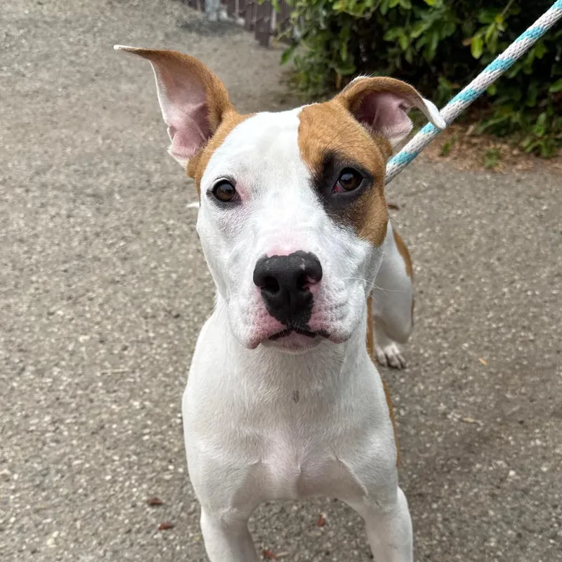 A young medium-sized female Brown / Chocolate Pit Bull Terrier dog named Cookie for adoption in Santa Barbara, CA