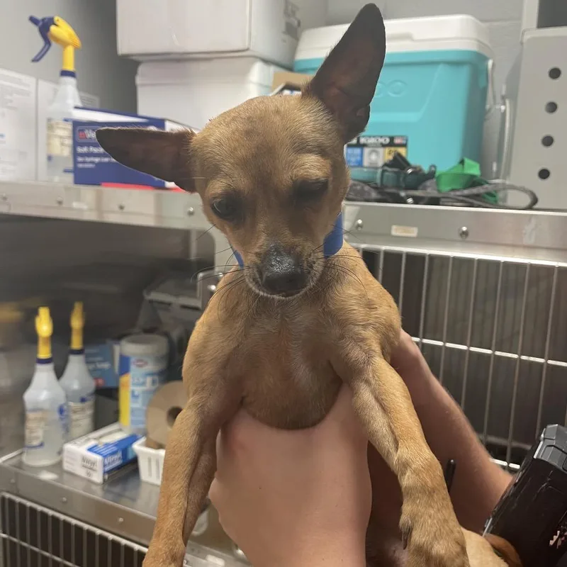 An adult small-sized male Yellow / Tan / Blond / Fawn Mixed Breed dog named Pippa for adoption in Chattanooga, TN