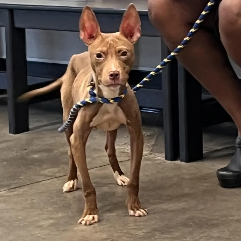 A young medium-sized male Yellow / Tan / Blond / Fawn Terrier dog named King for adoption in Tampa, FL