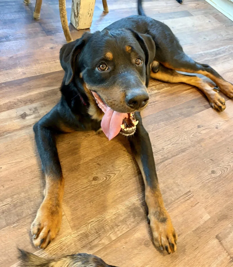 An adult large-sized male Rottweiler dog named Rowdy Zane for adoption in Alpharetta, GA