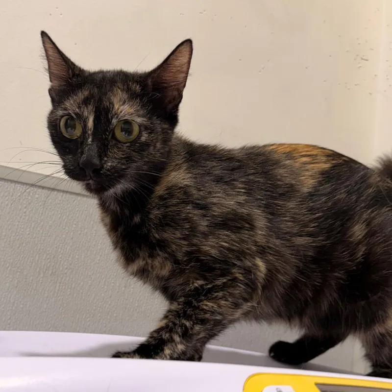 An adult medium-sized female Tortoiseshell Domestic Short Hair cat named Nox for adoption in Clearwater, FL