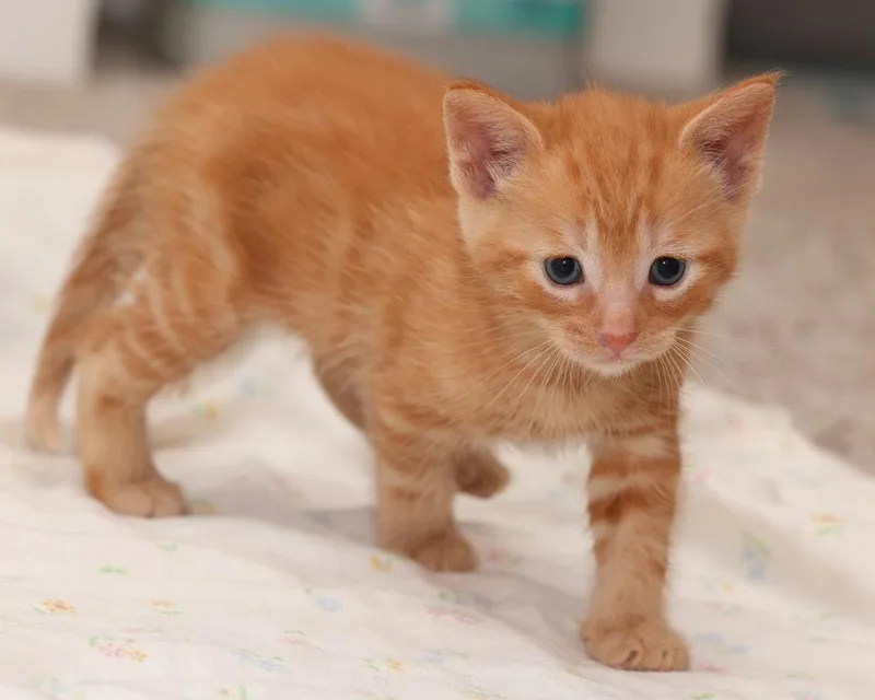 A baby small-sized male Domestic Short Hair cat named Ed for adoption in Ferndale, MI