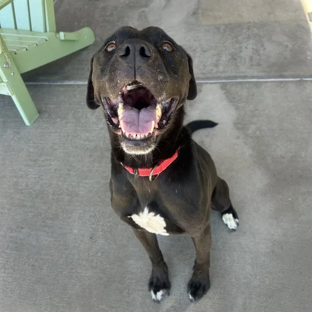 An adult large-sized male Labrador Retriever dog named Cameron for adoption in Denver, CO