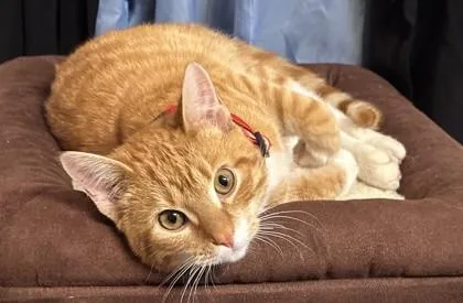 An adult medium-sized male Domestic Short Hair cat named Tails for adoption in Savannah, GA