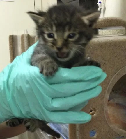 A baby small-sized male Domestic Short Hair cat named A for adoption in Riverside, CA