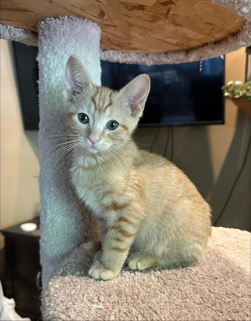 A baby medium-sized male Orange / Red Domestic Short Hair cat named Ibb for adoption in Mokena, IL