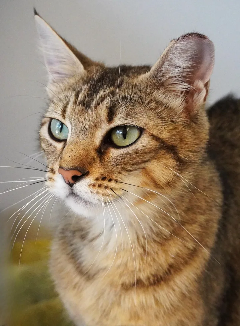An adult medium-sized female Tabby (Buff / Tan / Fawn) Domestic Short Hair cat named Karen for adoption in Grants Pass, OR