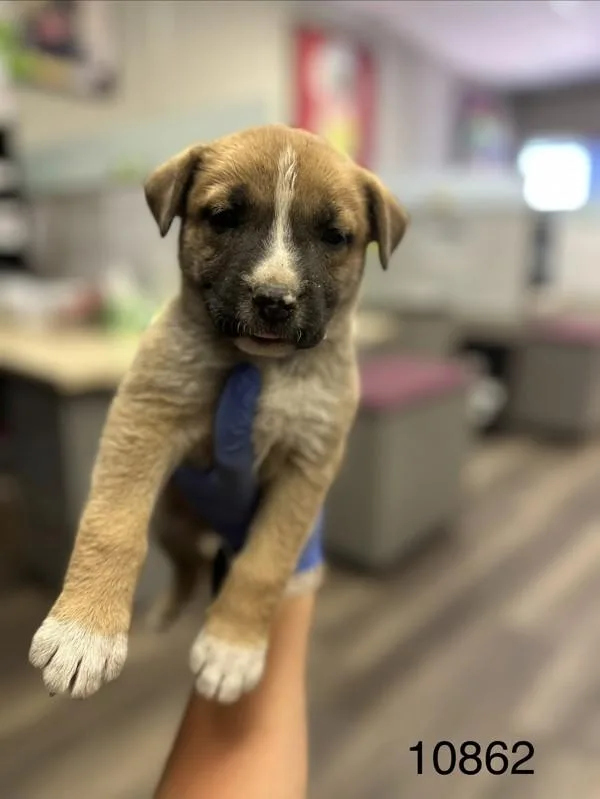 A baby medium-sized female Shepherd dog named Monday for adoption in Victorville, CA