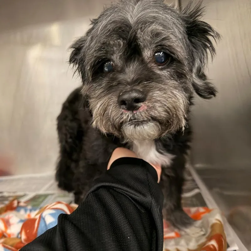 A senior small-sized male Black Mixed Breed dog named Doug for adoption in Hinsdale, IL