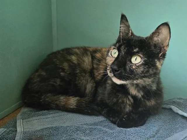 A young medium-sized female Domestic Short Hair cat named S'Mores for adoption in Martinez, CA