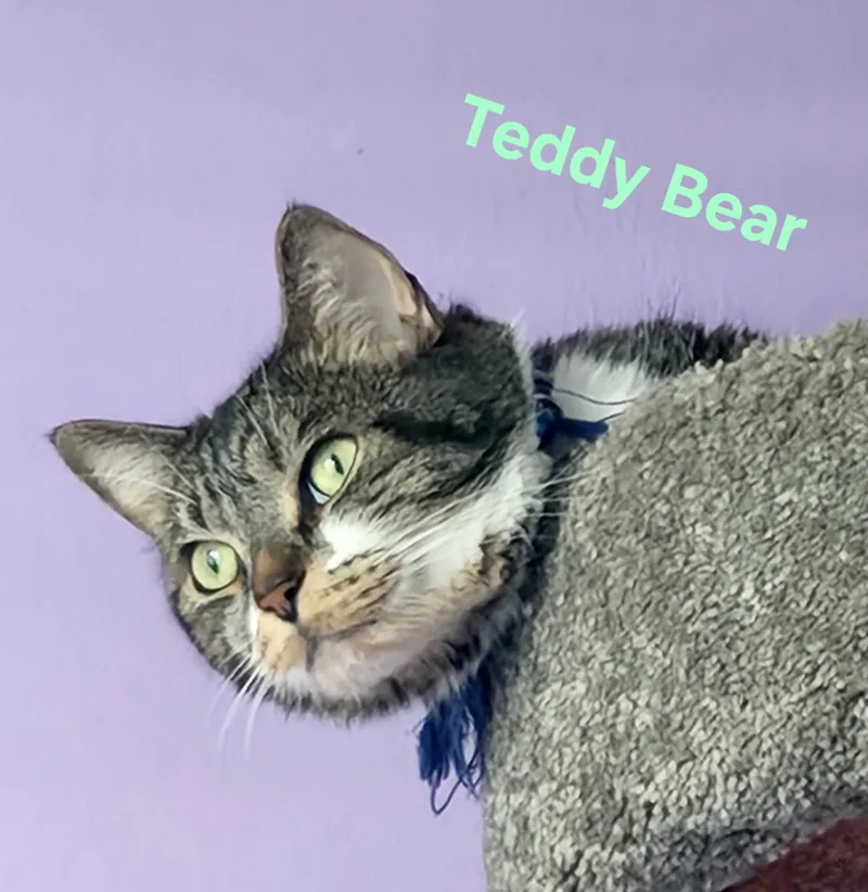 An adult large-sized male Domestic Short Hair cat named Teddy Bear for adoption in Longwood, FL