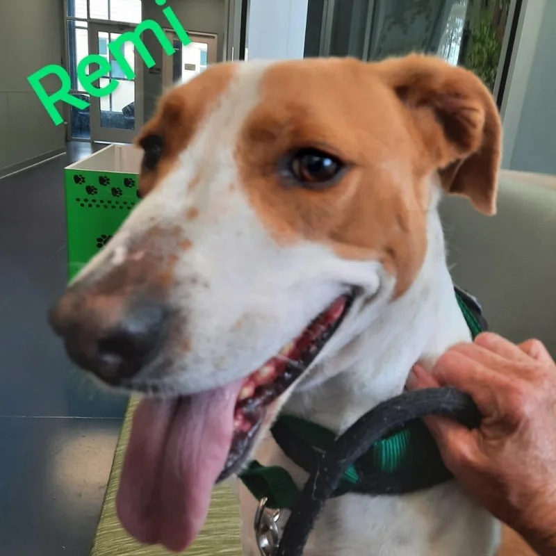 A senior medium-sized female Hound dog named Daisy Remi for adoption in Greensboro, NC
