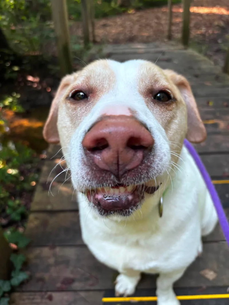 Cookie thumbnail 2