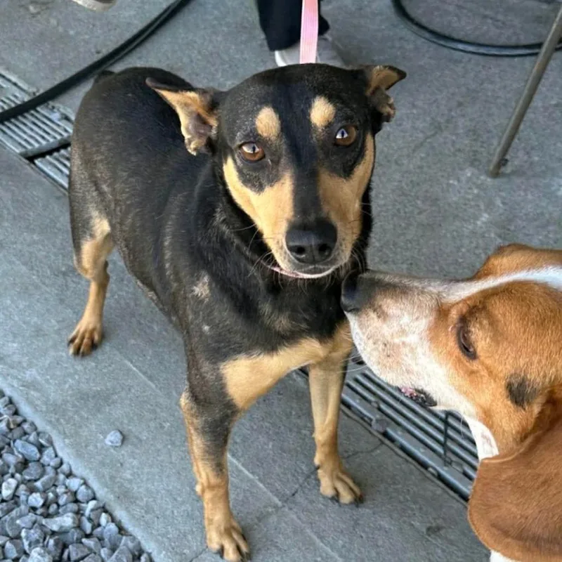 An adult medium-sized female Black Miniature Pinscher dog named Birdie for adoption in Columbia Station, OH