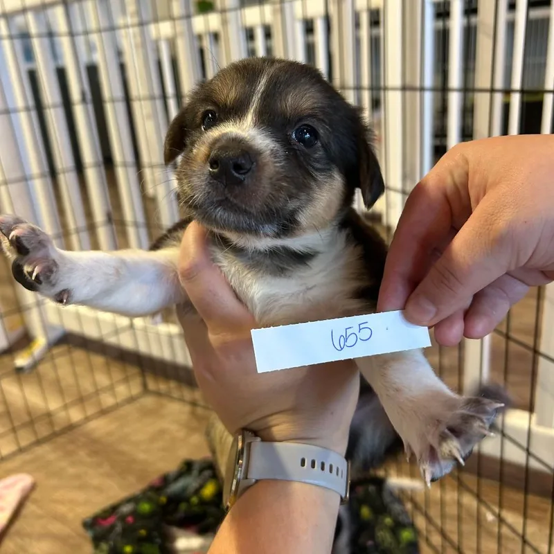 A baby small-sized male Yellow / Tan / Blond / Fawn Australian Shepherd dog named Joey for adoption in Parker, CO