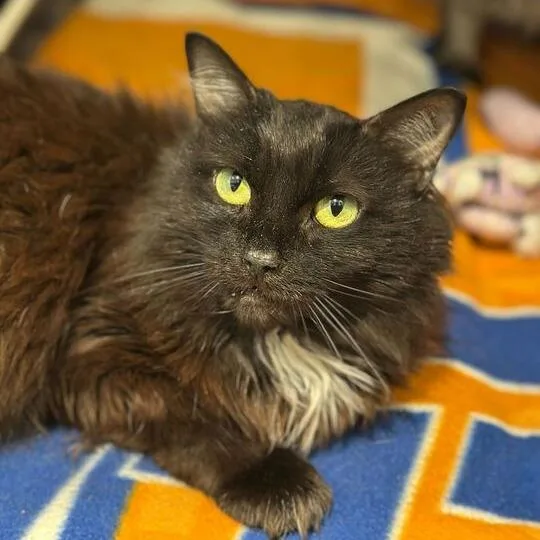 An adult medium-sized female Black Domestic Long Hair cat named Moonbeam for adoption in Matteson, IL