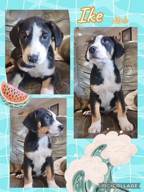 A baby medium-sized male Australian Shepherd dog named Ike for adoption in Manchester, CT