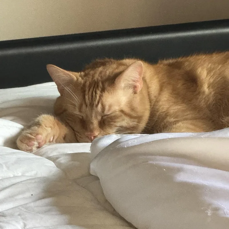 Saber & Sabrinabonded