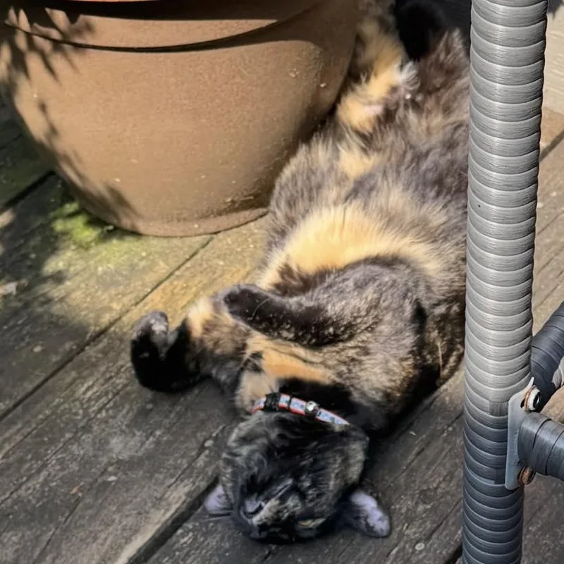 Saber & Sabrinabonded thumbnail 3