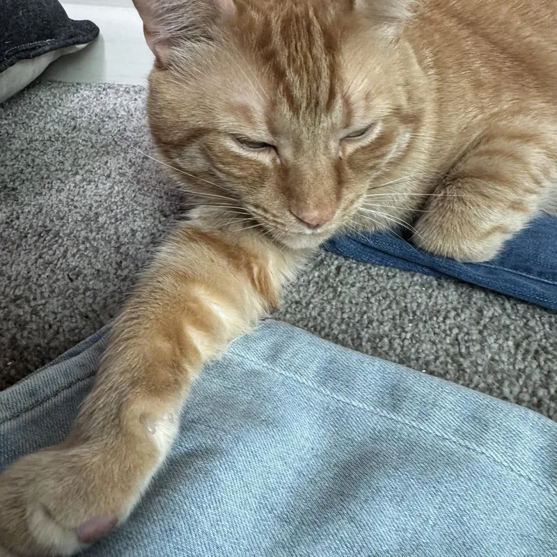 Saber & Sabrinabonded thumbnail 5