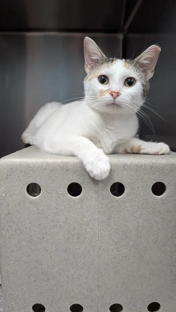 An adult small-sized female Black & White / Tuxedo Domestic Short Hair cat named Goober for adoption in Evansville, IN