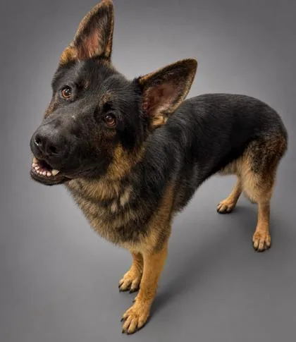 A young large-sized male German Shepherd Dog dog named Benny for adoption in Bowling Green, KY