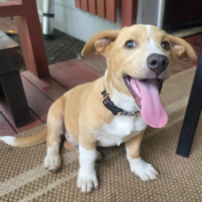 A baby small-sized male Apricot / Beige Hound dog named Milo for adoption in Albany, NY